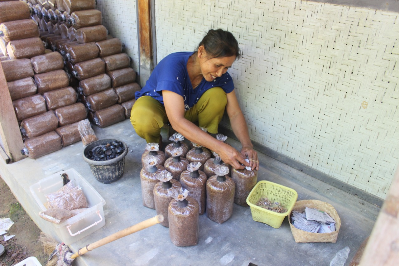 Menggeluti Usaha Jamur Tiram, Kube Sejahtera Gunung Rego Terus Maju
